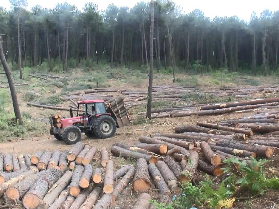 Belgrad Ormanı traşlanıyor