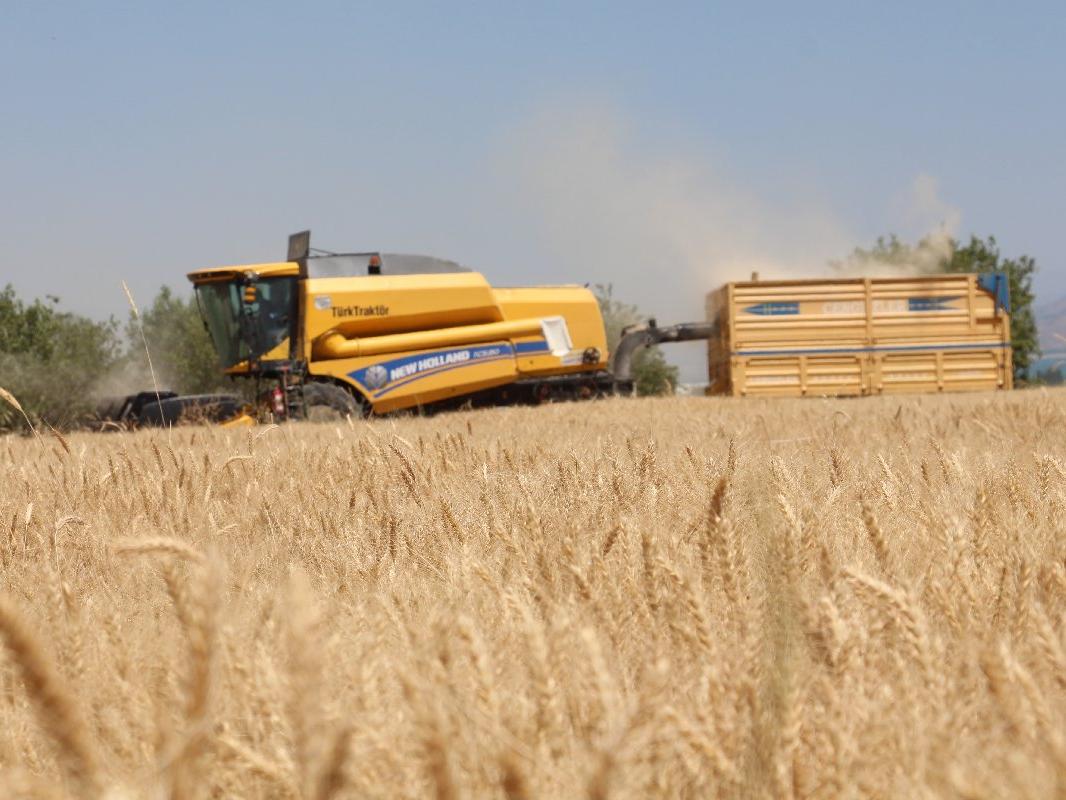 Kuraklık buğdayı vurdu, rekolte yüzde 70 azaldı