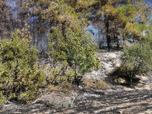 Ceyhan'daki orman yangını 4 hektar alana zarar verdi