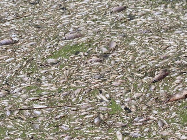 Büyük Menderes'te toplu balık ölümleri tedirgin etti