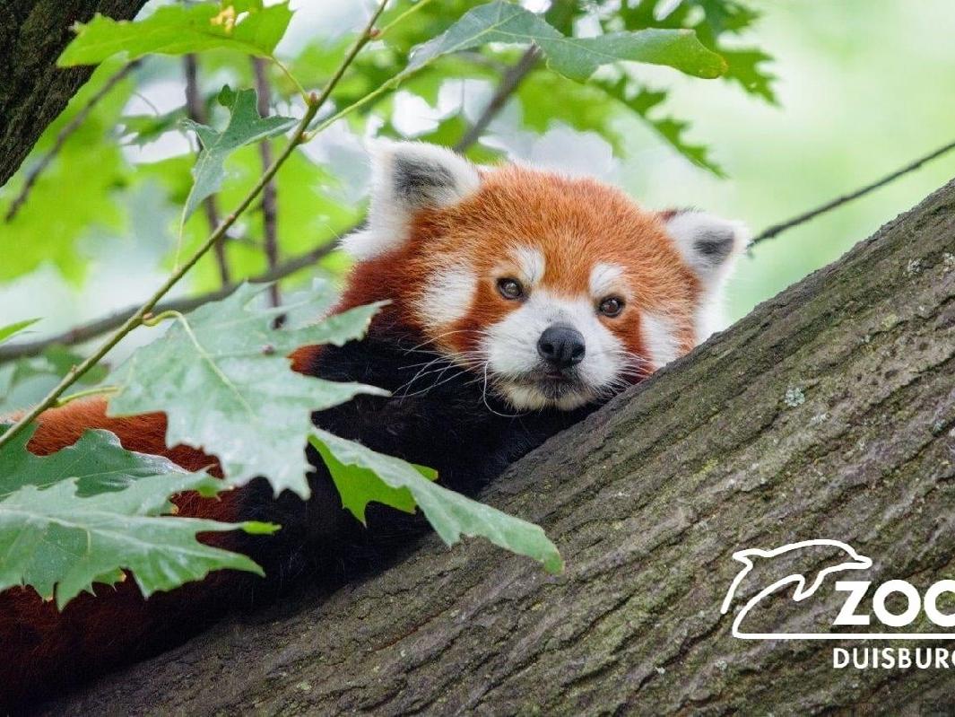 Almanya'da hayvanat bahçesi alarmda: Kızıl Panda firar etti