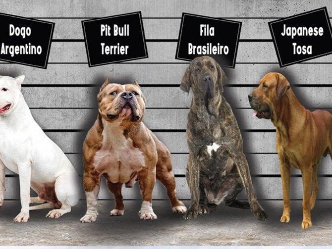 Bu köpekleri sahiplenen 11 bin lira ceza ödeyecek