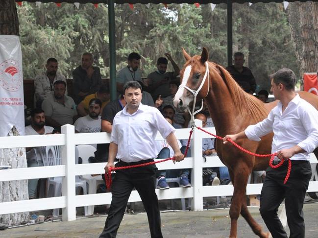 Arap atları açık artırmayla satıldı