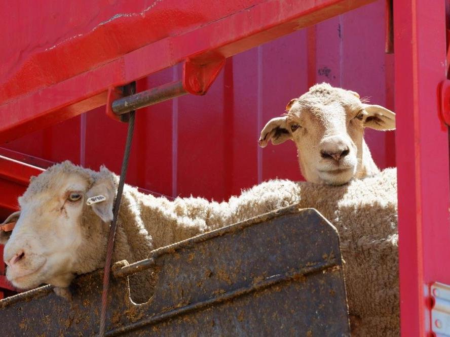 Yeni Zelanda’da koyunlara ötenazi yapıldı