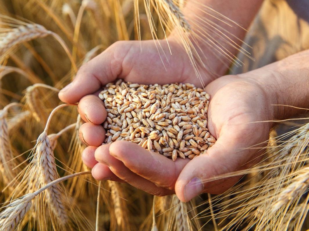 TMO'dan buğday ve arpa alımı için uluslararası ihale