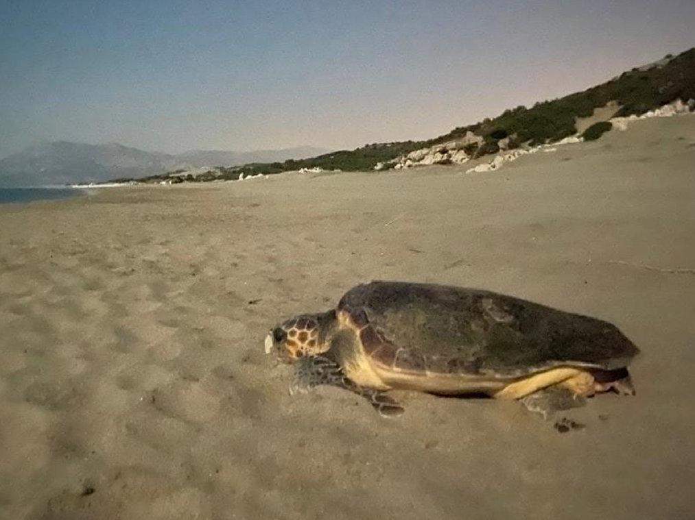 Patara'ya 250 deniz kaplumbağası yumurta bıraktı