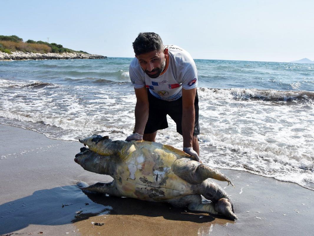 Deniz kaplumbağası ölü bulundu