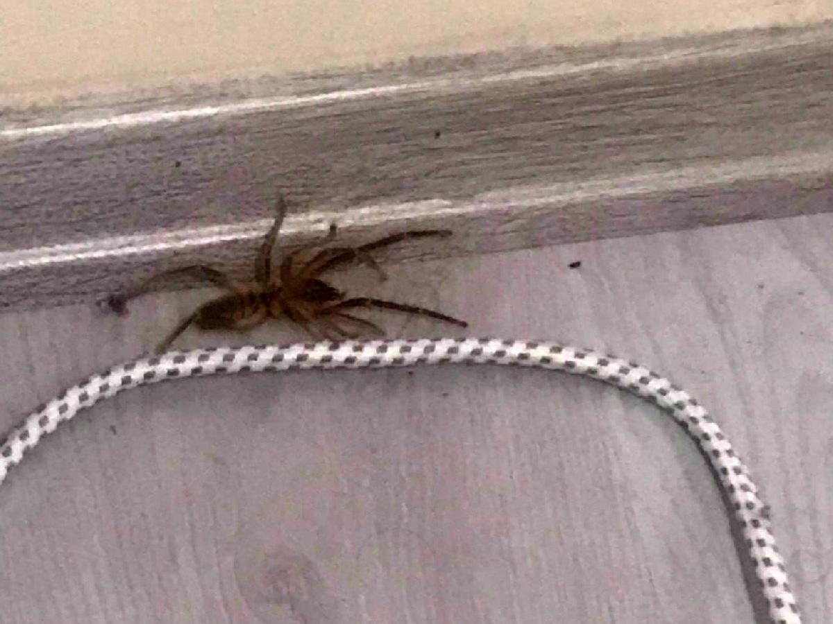 'Et yiyen örümcek' paniğe neden oldu