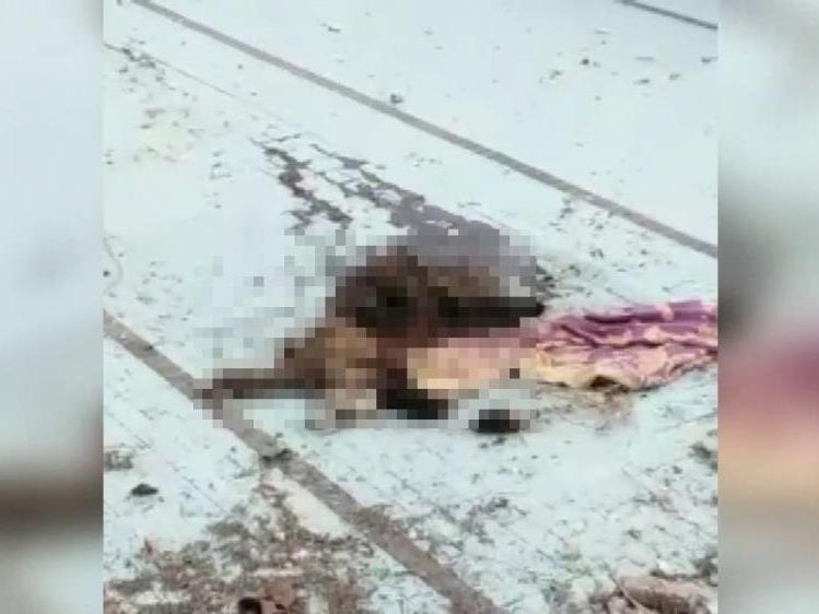 Adana’da bir köpek bıçaklanarak öldürülmüş halde bulundu