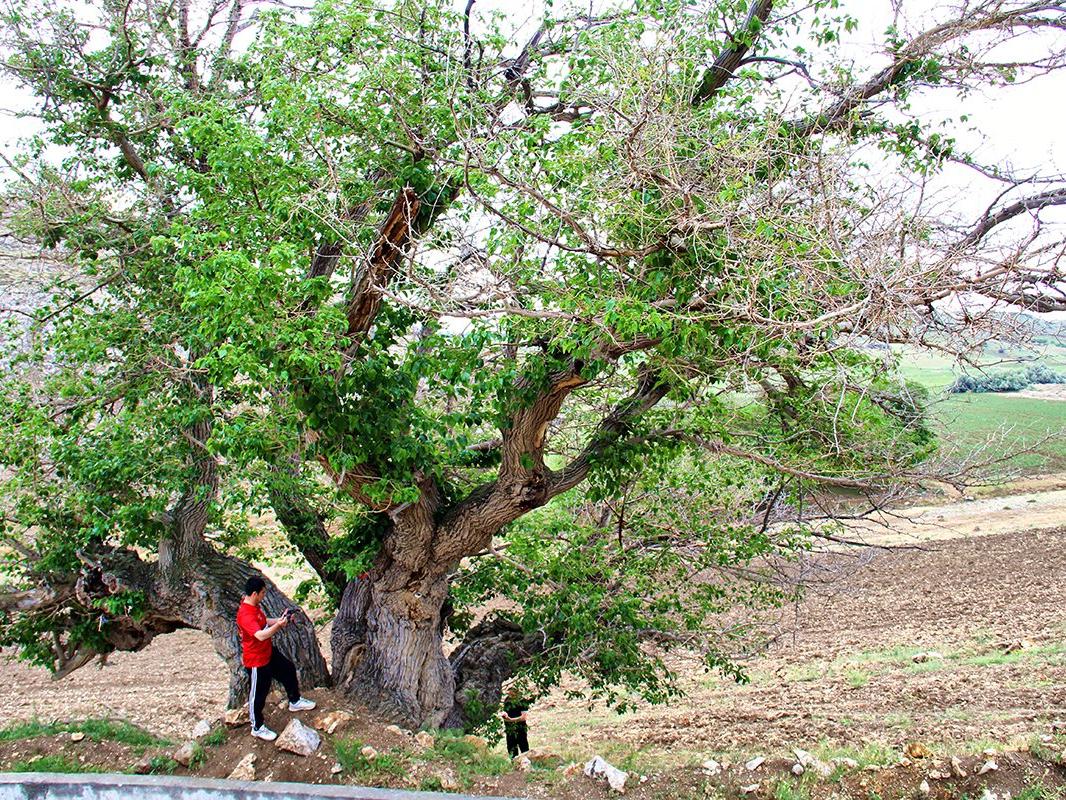 750 yıllık dut ağacı yıllara meydan okuyor
