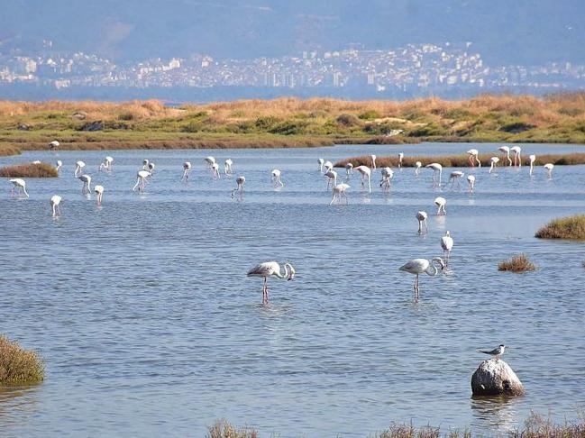 Gediz Deltasında aralarında flamingoların bulunduğu bazı kuş türleri ölü bulundu