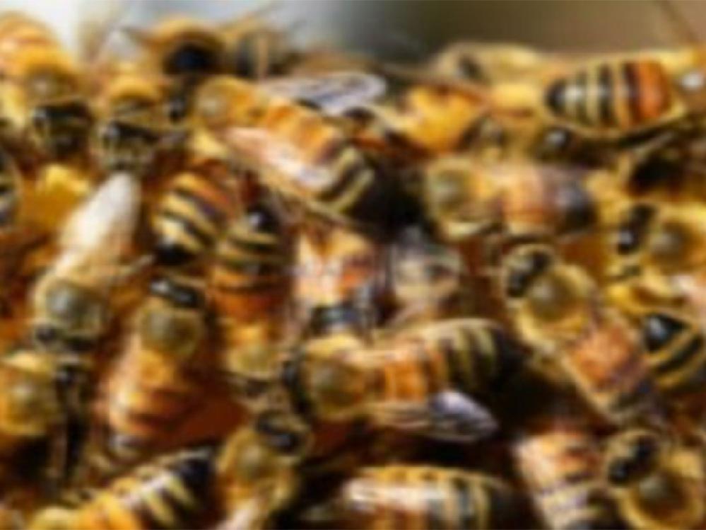 Yüzlerce arı saldırdı: 1 ölü, 4 yaralı