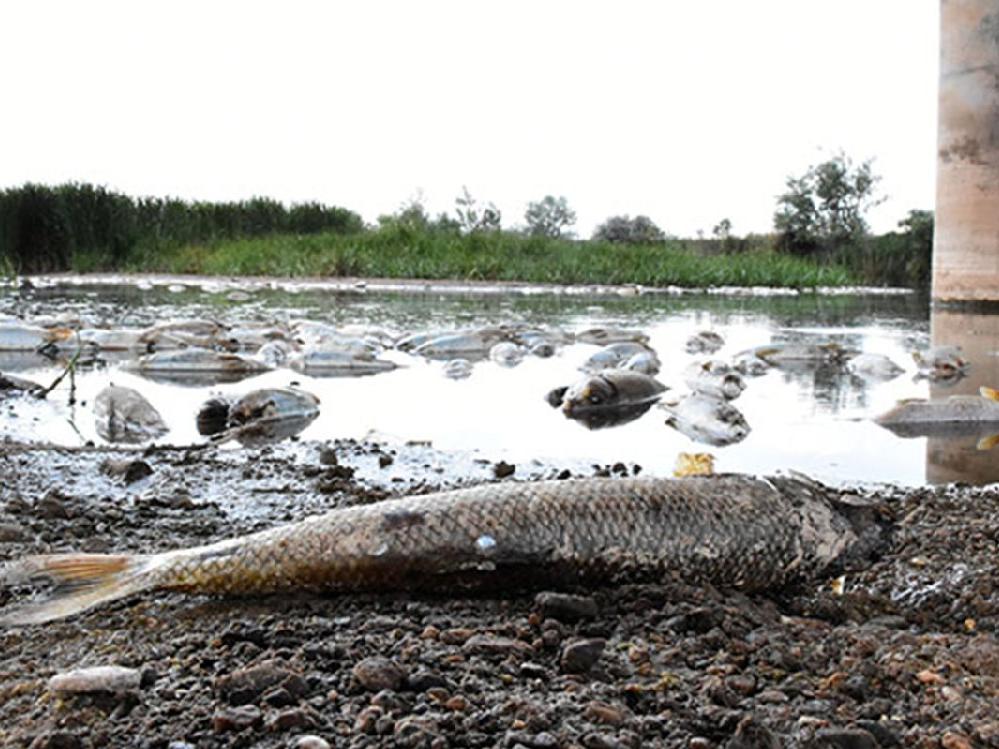 Türkiye'nin en uzun nehrindeki balık ölümlerinin nedeni belli oldu