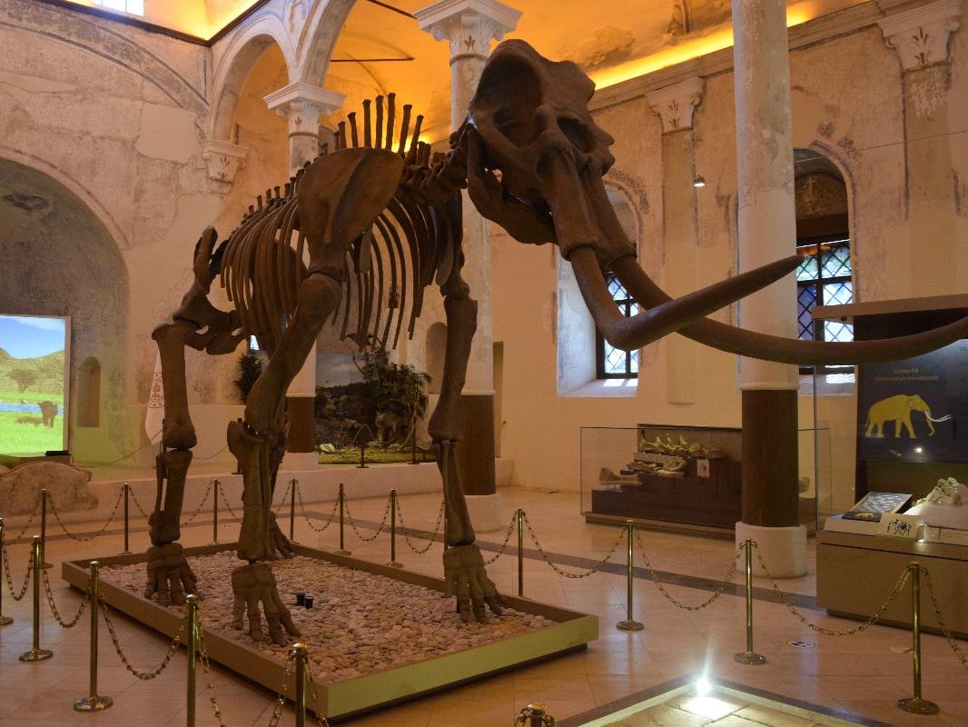 2 milyon yıllık Güney Fili fosilleri Doğa Tarih Müzesi’nde sergileniyor