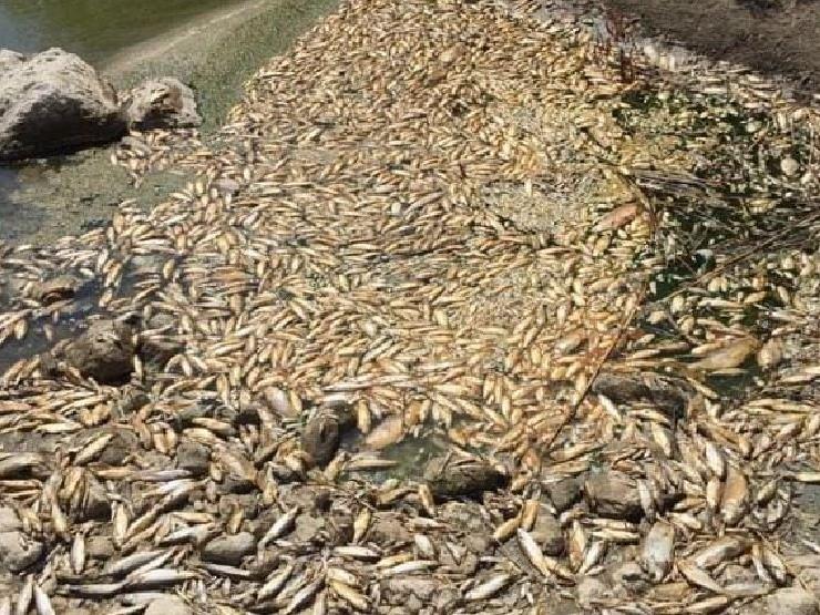 Asi Nehri'nde su seviyesi azalınca balıklar öldü