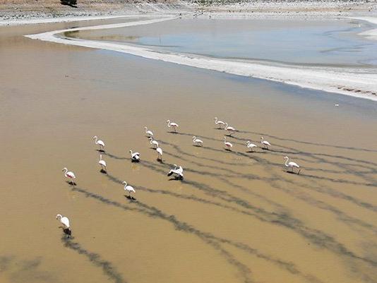 Yalıntaş Göleti kurudu: Flamingolar yaşam mücadelesi veriyor