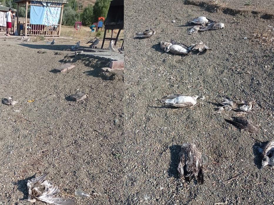Hazar Gölü'nde toplu martı ölümleri tedirgin etti