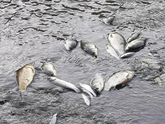 Bursa'da balık ölümleri tedirginlik yarattı