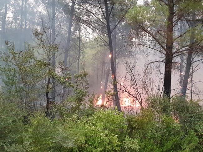 Osmaniye'deki yangın hızla ilerliyor! Milli parka sıçradı