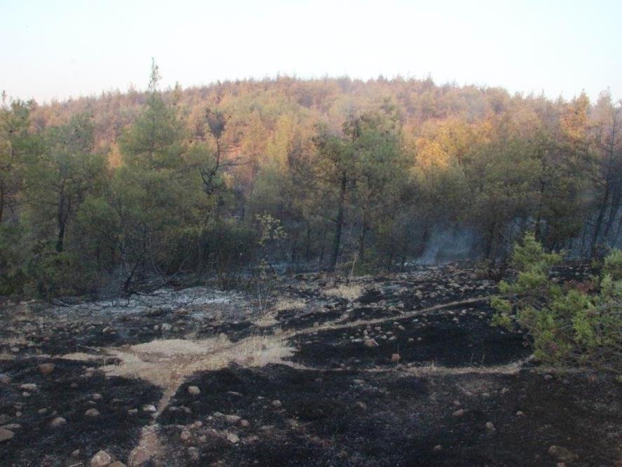 Orman yangını çıkarmak için gelen 2 terörist yakalandı iddiası