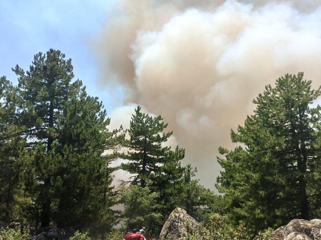 Orman Genel Müdürlüğü: 79 yangından 66’sı kontrol altına alındı