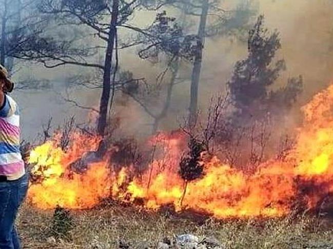 Muğla Menteşe'de orman yangını çıktı