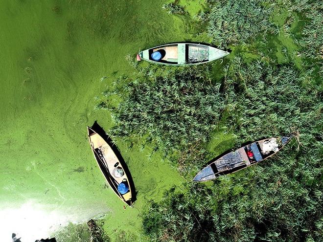 Alg patlaması, Uluabat Gölü'nü yeşile boyadı