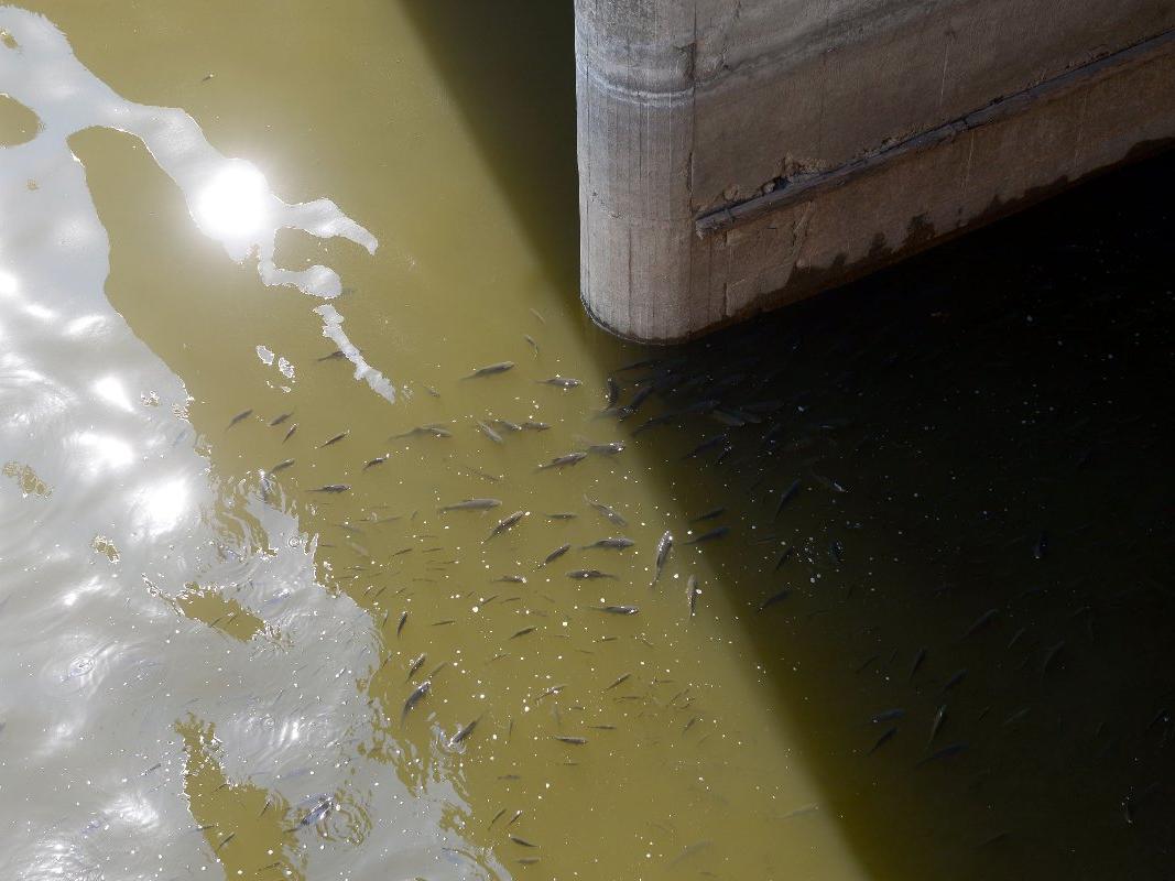 Asi Nehri'nde balık ölümleri