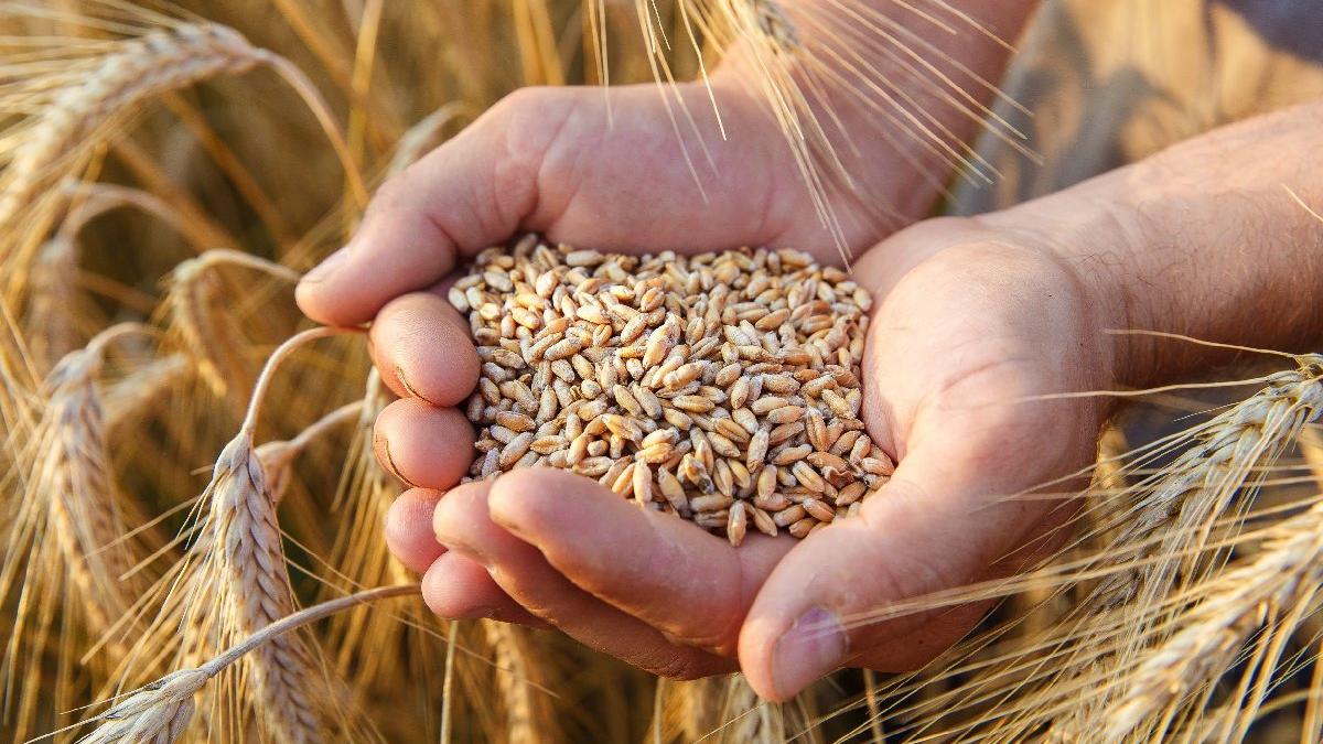 ABD Tarım Bakanlığı'ndan Türkiye tahmini: Kuraklık arpa ve buğdayı vurdu, ithalatta rekor kırılacak