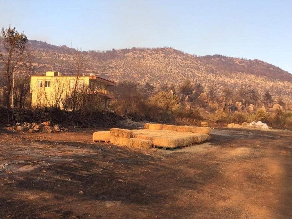 Orman-İş’ten çarpıcı Manavgat raporu: Daha sık ve şiddetli yangınlar olacak