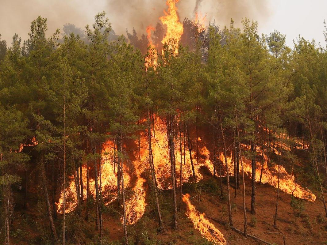 Karabük'te 45 hektar alan yandı