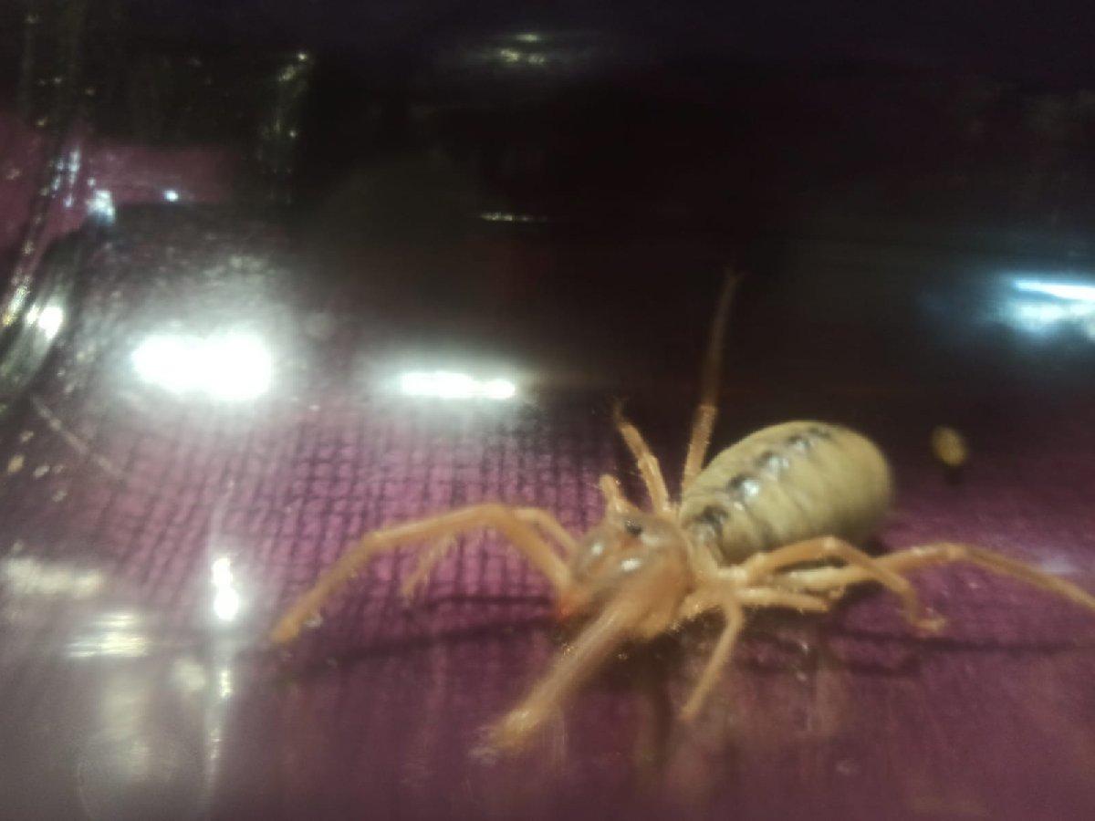 Eskişehir'de 'Sarıkız örümcek' paniği