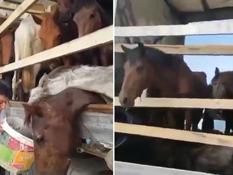 Kırgızistan'a götüreceği atları ölüme terk etti