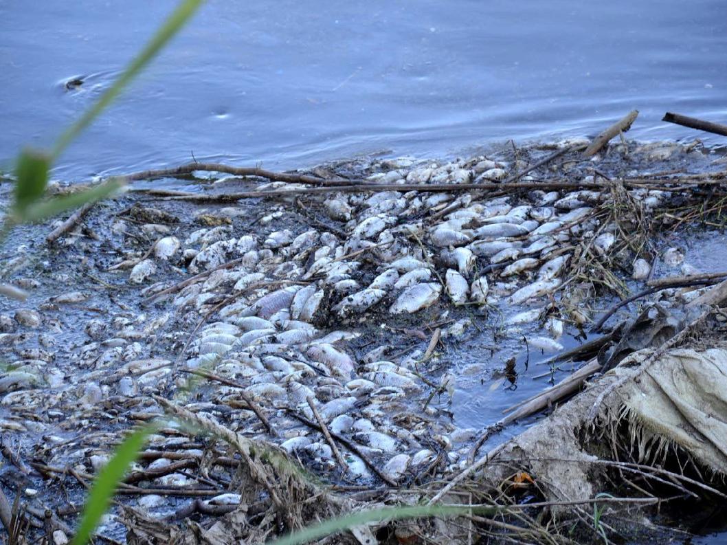 Gediz Nehri'nde korkutan manzara, balıklar ölüyor