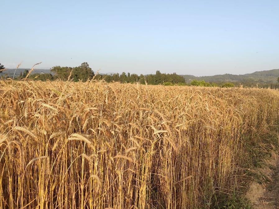 Buğday üretiminde tehlike çanları çalıyor: Kuraklık ve ithalat sebebiyle yüksek gıda fiyatları yolda