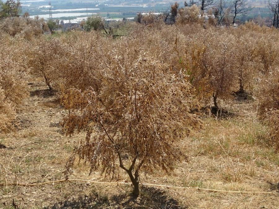 Manavgat'ta 500 bin zeytin ağacı yandı