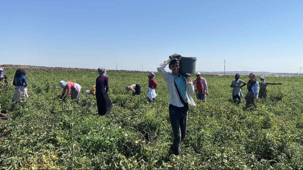 Tarla ile TÜİK arasında büyük fark