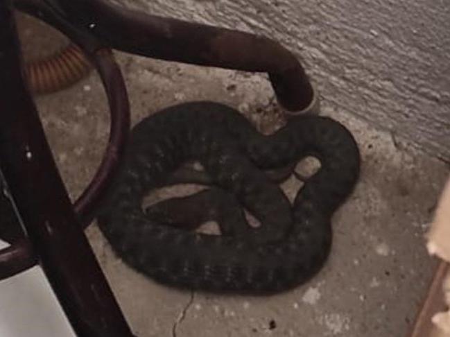 İş yerinin mutfağına giren yılanı itfaiye ekipleri çıkardı