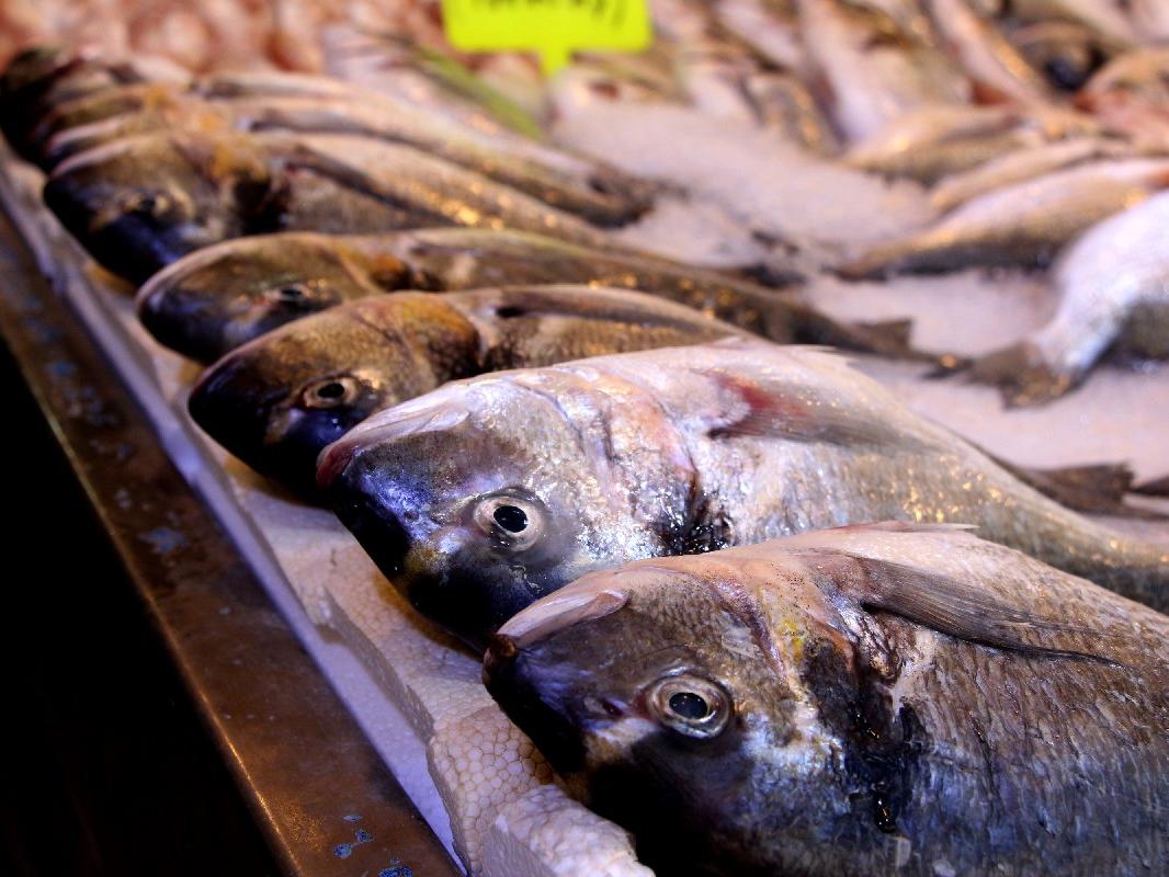 Balık sezonu ne zaman açılıyor? Balık av yasağı ne zaman kalkıyor?
