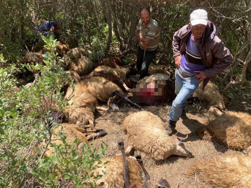 Ayılardan ürküp kaçan koyunlar derede öldü
