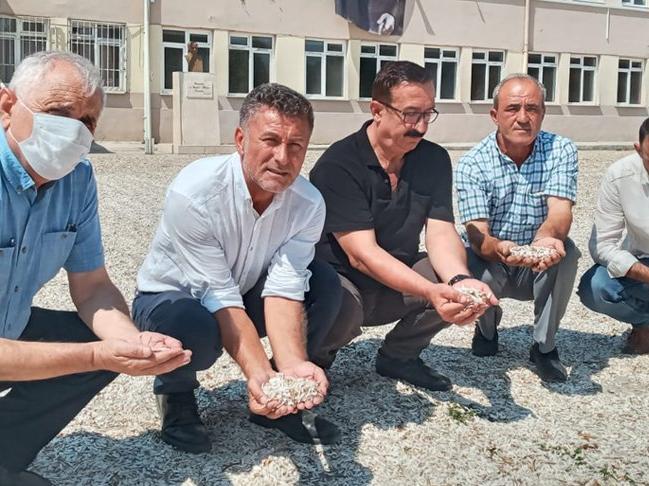 CHP'li Sarıbal: Çerezlik ayçiçeği fiyatı yüzde 50 düştü