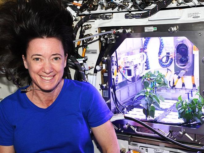 NASA astronotunun yetiştirdiği biber fideleri çiçek açtı