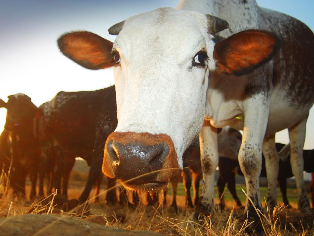 Brezilya'da deli dana paniği: Çin et ithalatını durdurdu