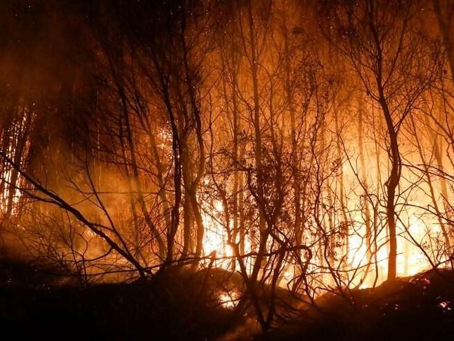 OGM: Bugün çıkan 8 orman yangınını kontrol altına aldık
