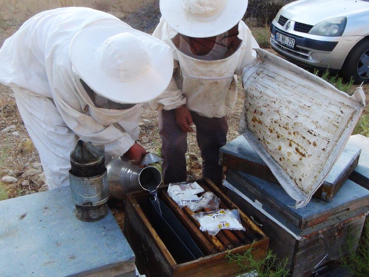 Muğla'da yangınlar çam balına darbe vurdu: Üreticiler arıları hayatta tutmaya çalışıyor