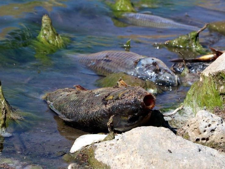 Baraj gölünde korkutan balık ölümleri