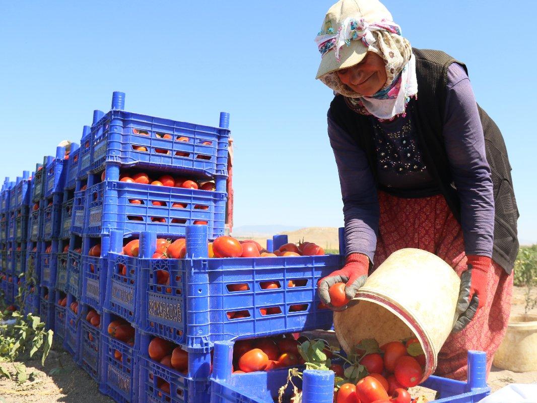 Çileyi çeken üretici, parayı kazanan aracı: Tarla ve market arasında 5 kat fark