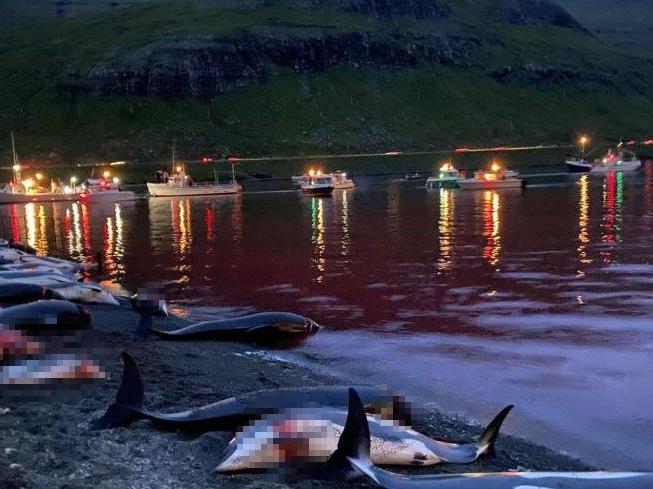Danimarka'da katliam gibi festival: 1428 balina ve yunus öldürüldü