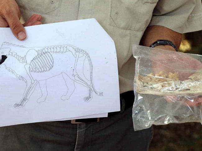 Kayseri'de 4 bin yıl öncesine ait aslan kemiği bulundu