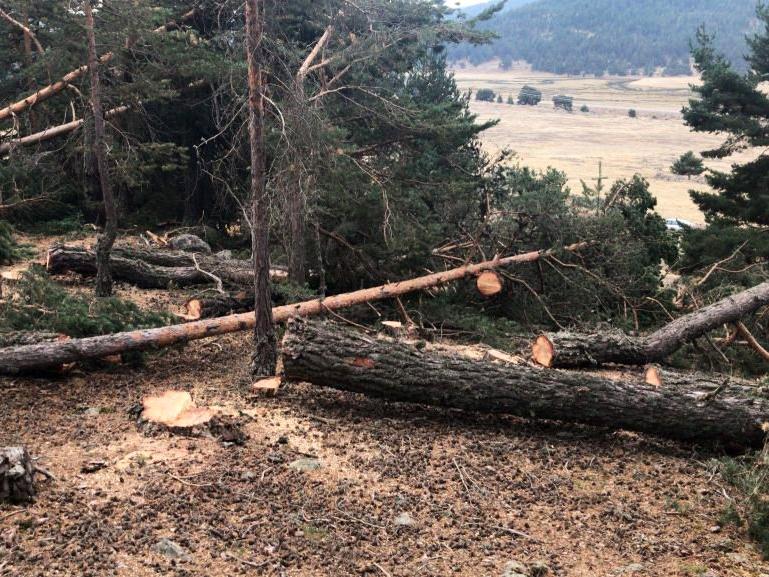 Ayman yaylasına taş ocağı için ağaç kesimi başladı: 1500 ağaç kesilecek